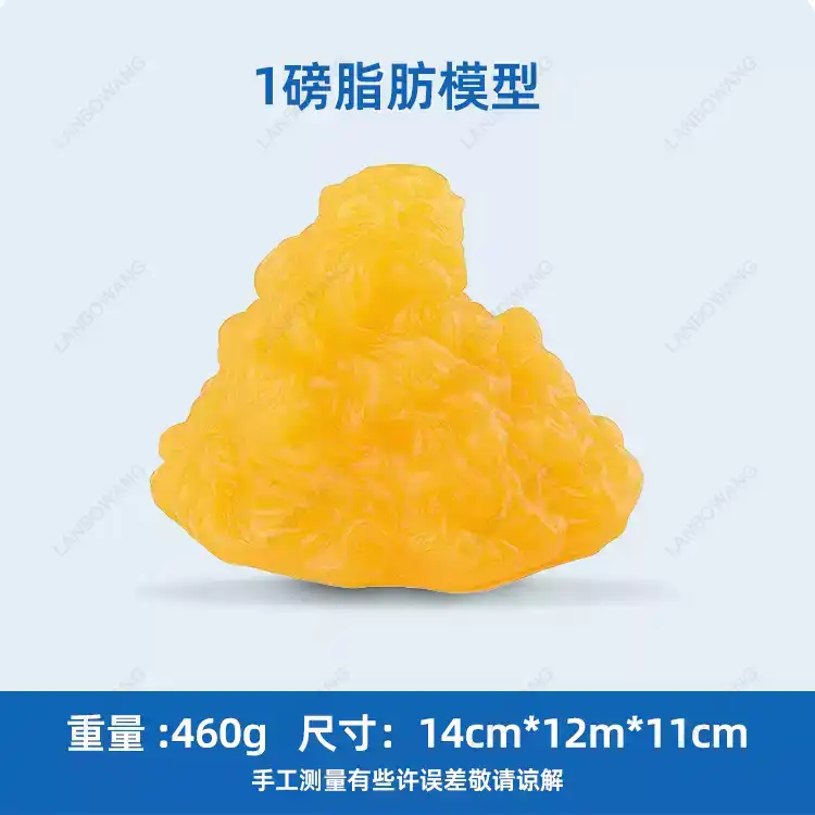 Human Muscle and Fat Replicas, - The Nutrition Fitness 评论和价格