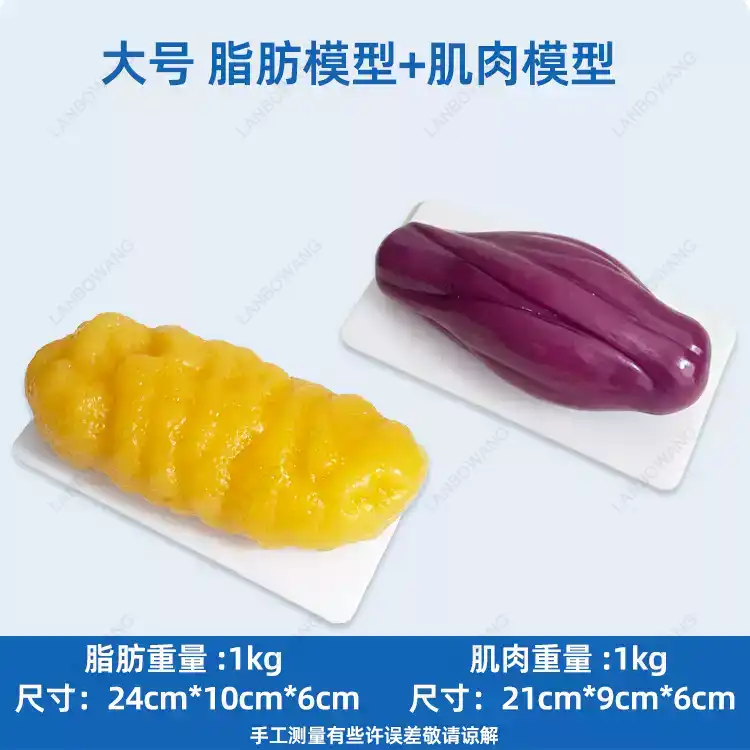 Human Muscle and Fat Replicas, - The Nutrition Fitness 评论和价格