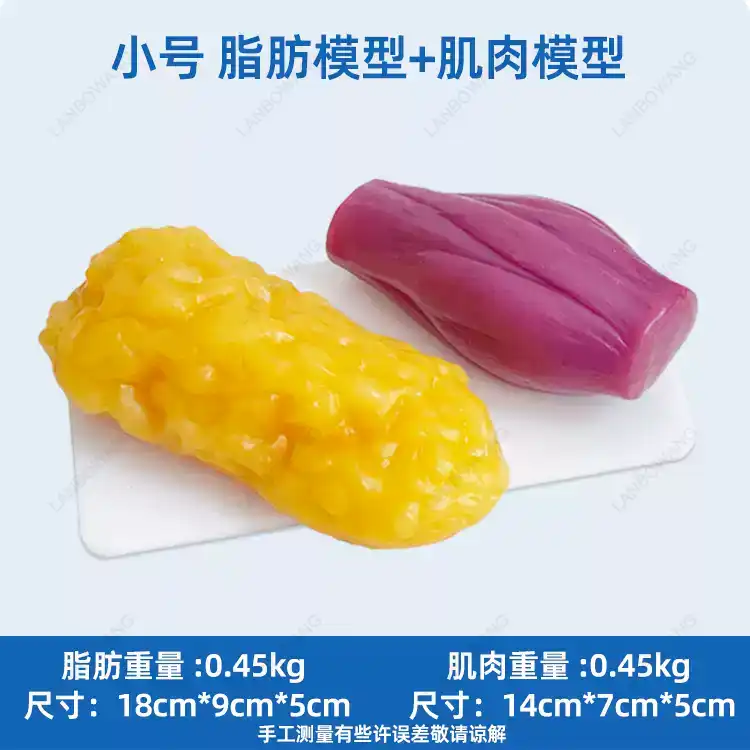 Human Muscle and Fat Replicas, - The Nutrition Fitness 评论和价格