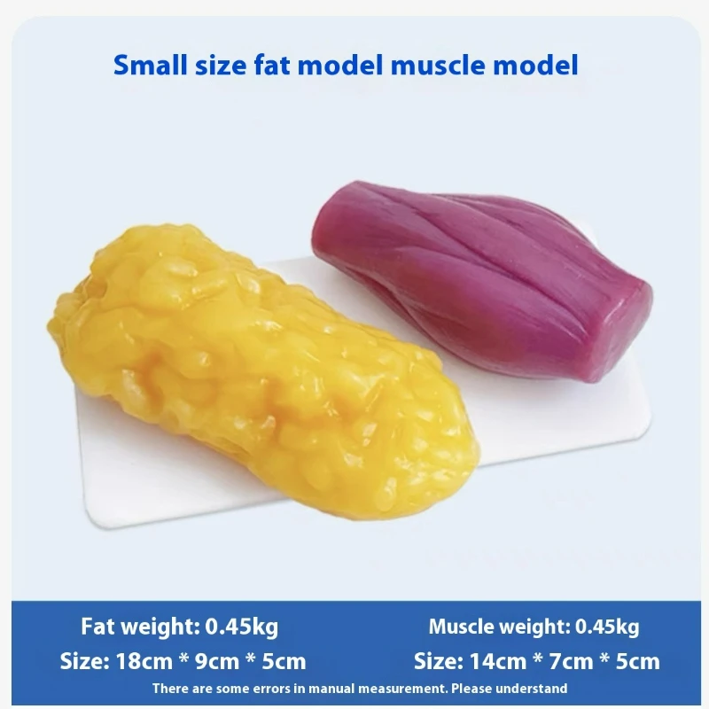 Human Muscle and Fat Replicas  - The Nutrition Fitness 评论和价格